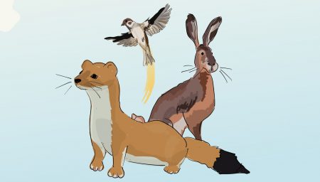 Illustration of a stoat, hare and bird